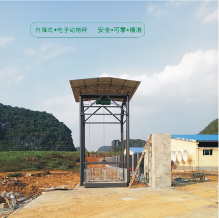 升降式電子動(dòng)物秤（稱(chēng)豬專(zhuān)用）